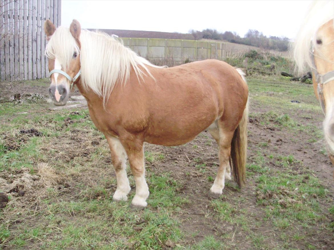 Haflinger Freja solgt - freja 2011 meget højgravid billede 9