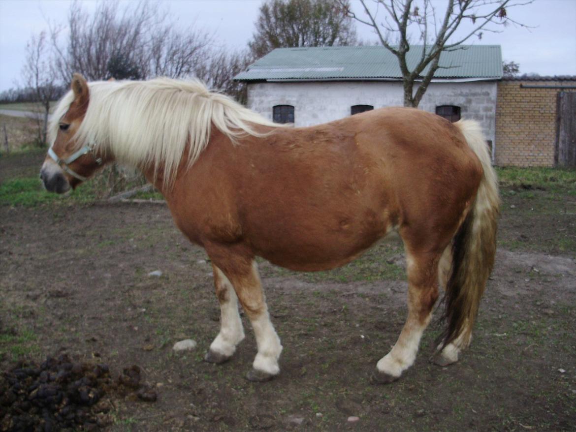 Haflinger Freja solgt - freja 2011 meget højgravid billede 11