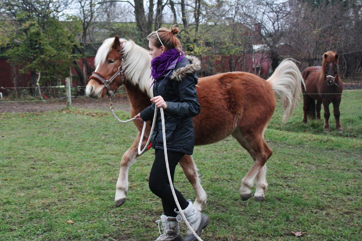 Islænder Diva [SOLGT] - Når det ikke går efter divaens hoved skal hun nok vise det ;) hehe.. vores træning er absolut ikke perfekt. Foto: Cille billede 9