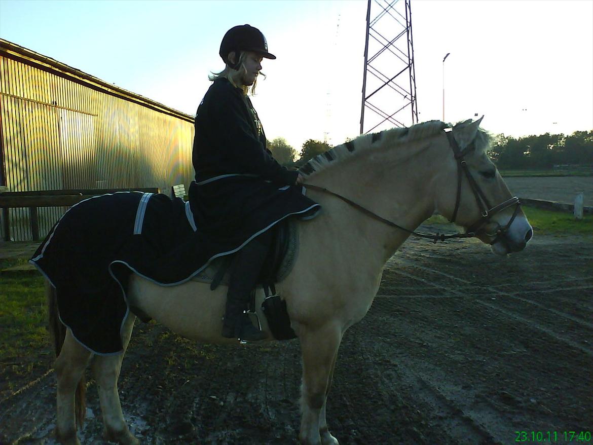 Fjordhest Buller billede 9