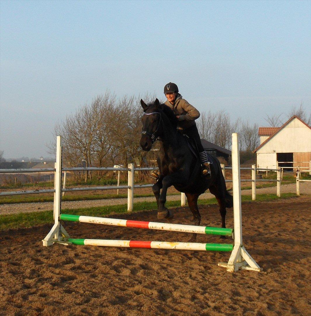 Dansk Varmblod Henlore - Første gang Henry springer med rytter.. billede 15