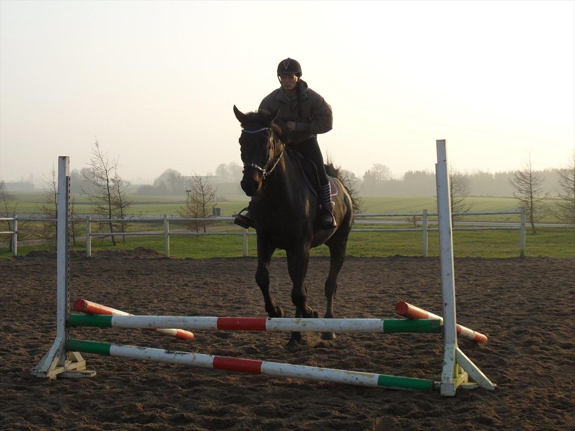 Dansk Varmblod Henlore - Første gang Henry springer med rytter.. billede 16