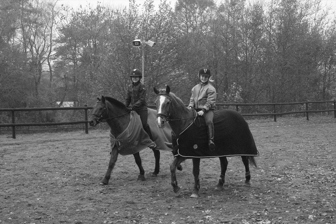 Anden særlig race Oliver - 2 gode veninder med deres elskede ponyer billede 3