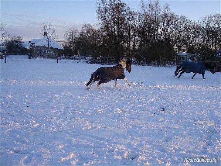 Anden særlig race Jumpy - Leg i sneen 2010 billede 2