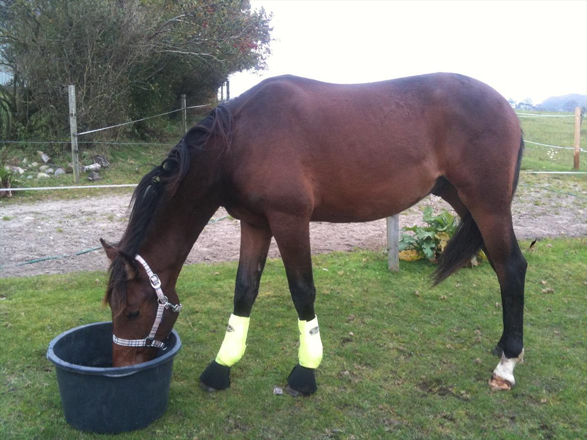 Dansk Varmblod Monty af Dandanell *SOLGT* - En lidt "tykkere" Monty (hvor han ca har taget 60 kg på) billede 13