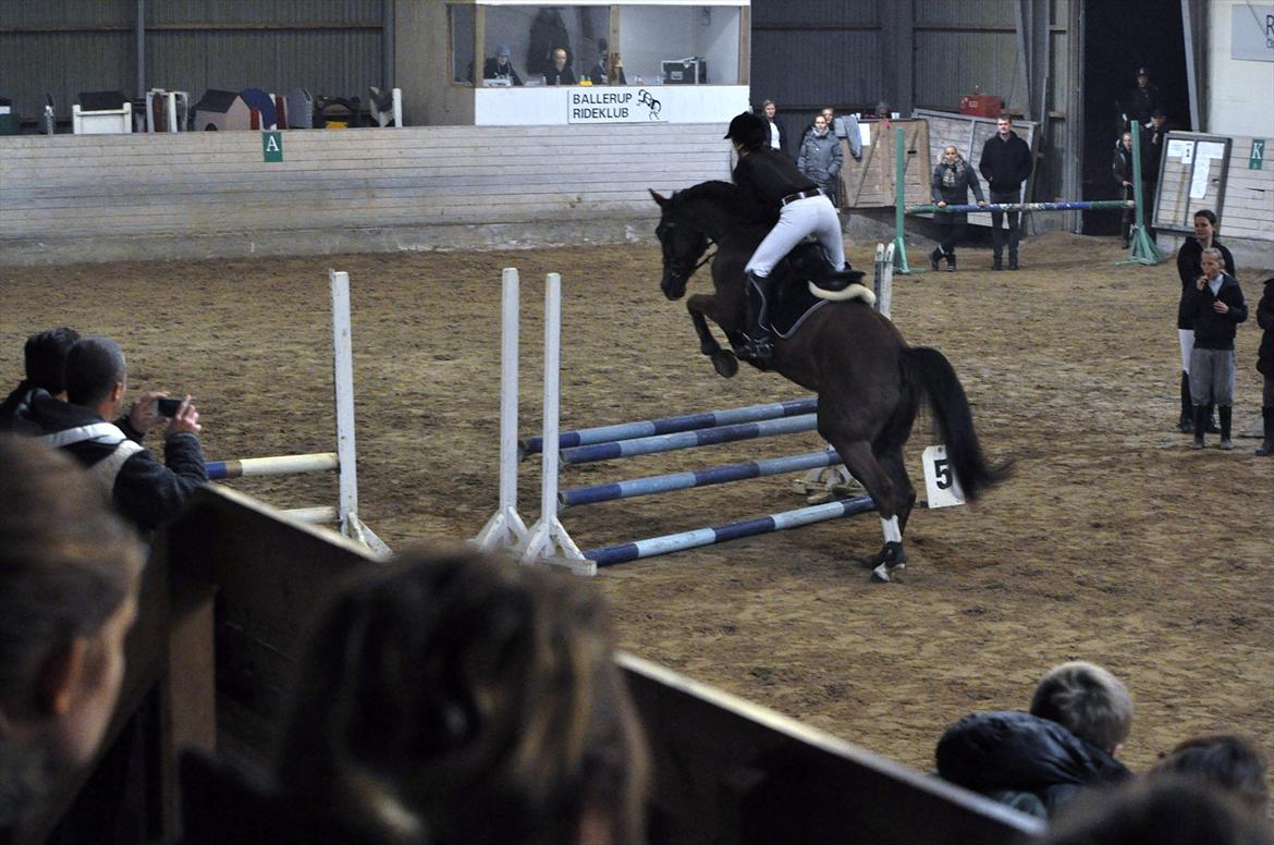 Dansk Varmblod High Fidelity  billede 8