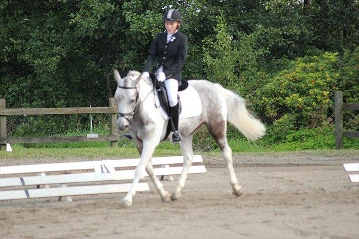 Anden særlig race Ellegårdens Bjarne a.k.a Casmir - Dressur på FMR klub Cuppen! billede 20