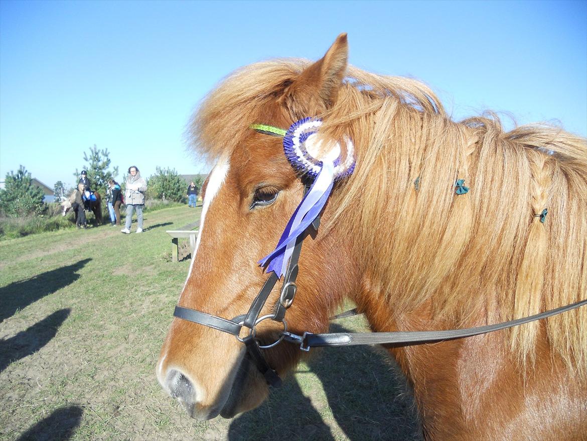 Islænder .:Gaski Fra Stokbro:. .:Perlen: *Mors* - 

Foto: Jannie Hansen billede 3