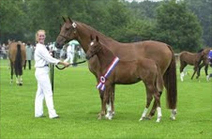 Hollandsk Sportspony Xana Maxima  - Xana Maxima som international champ, som føl<3
Hun er bare for lækker:* billede 17