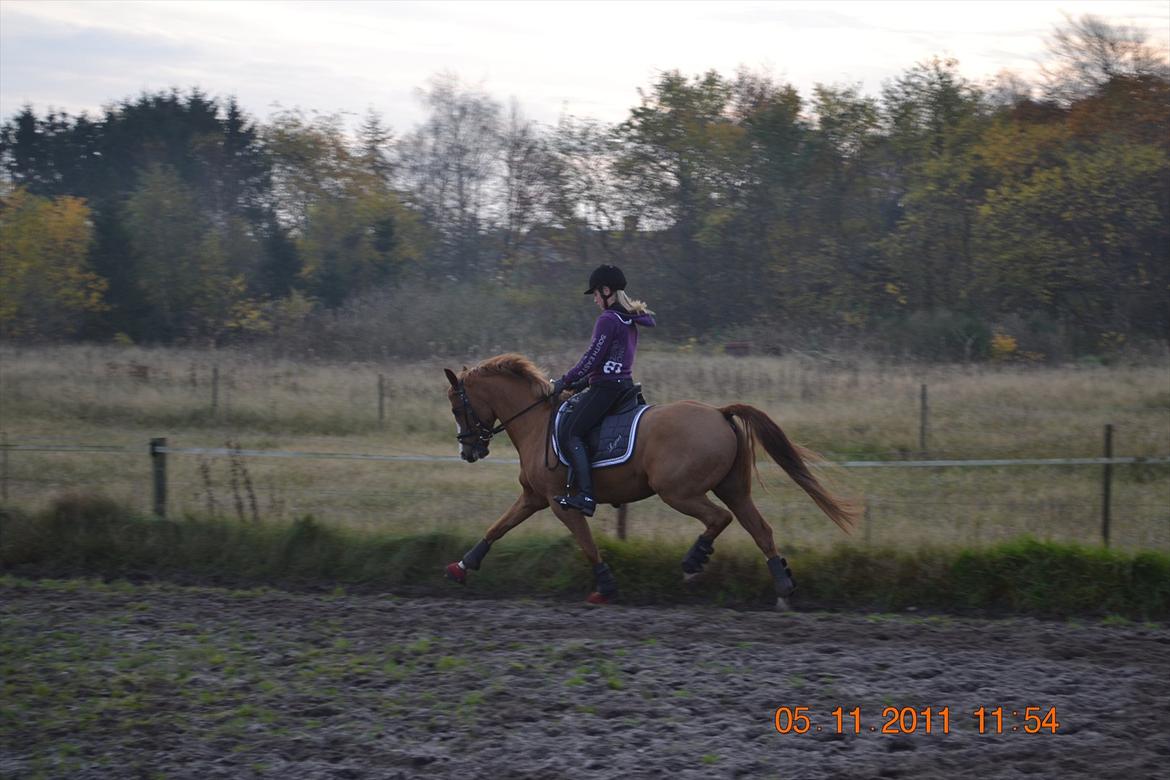 DSP lynet billede 10