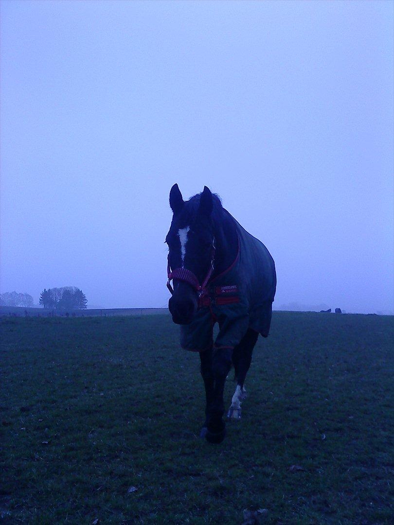 Oldenborg Tien Shan - MOAR KOM NUUUU, vi skal ind og nusse <3 billede 15