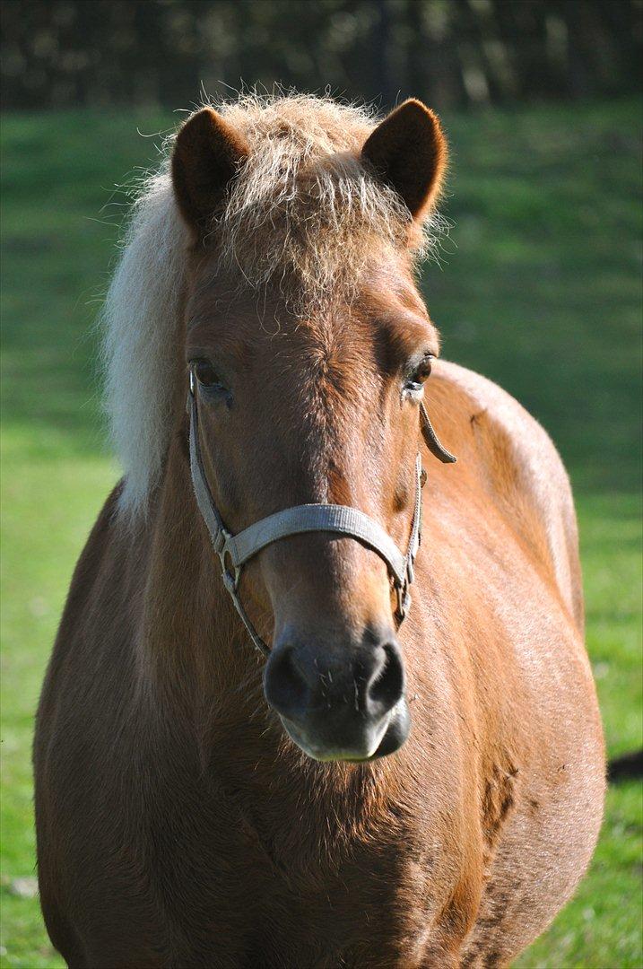 Islænder Draumur fra Grøndalen - Velkommen til Draumurs profil!  billede 1