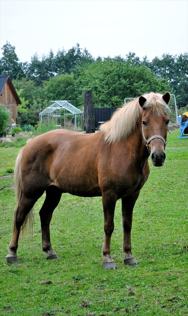 Islænder Draumur fra Grøndalen - 26. august 2011 - første gang jeg så Draumur! billede 2