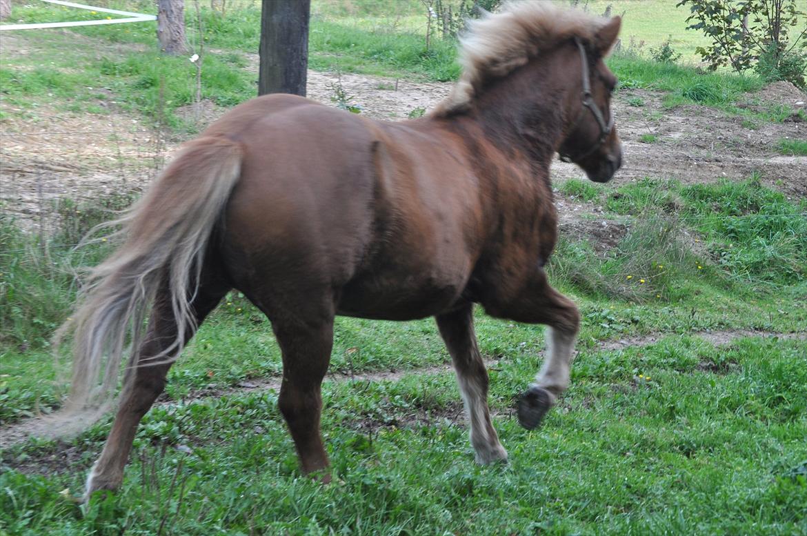 Islænder Draumur fra Grøndalen - 2. oktober 2011. Draumur i fuld firspring ned mod Saga og Lettir efter vores første skovtur alene :-) billede 3