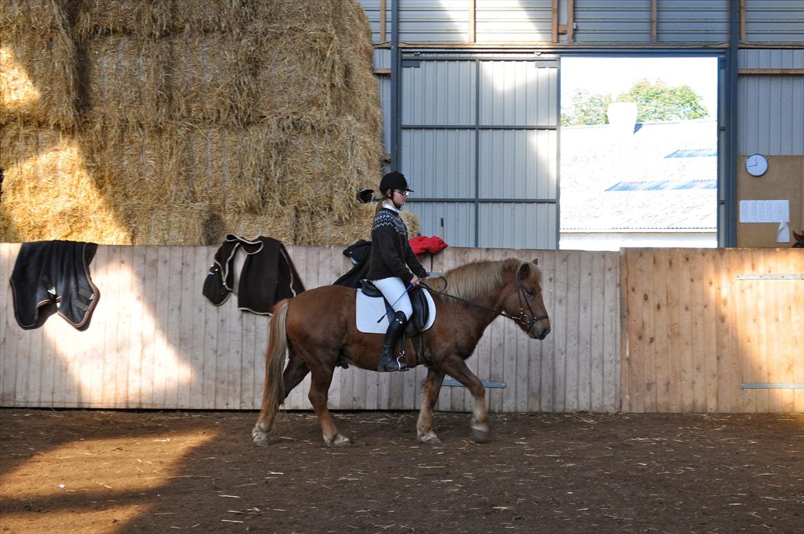 Islænder Draumur fra Grøndalen - 15. oktober 2011. Stævne i Skrødstrup! Vi er ved at varme op :-) billede 4