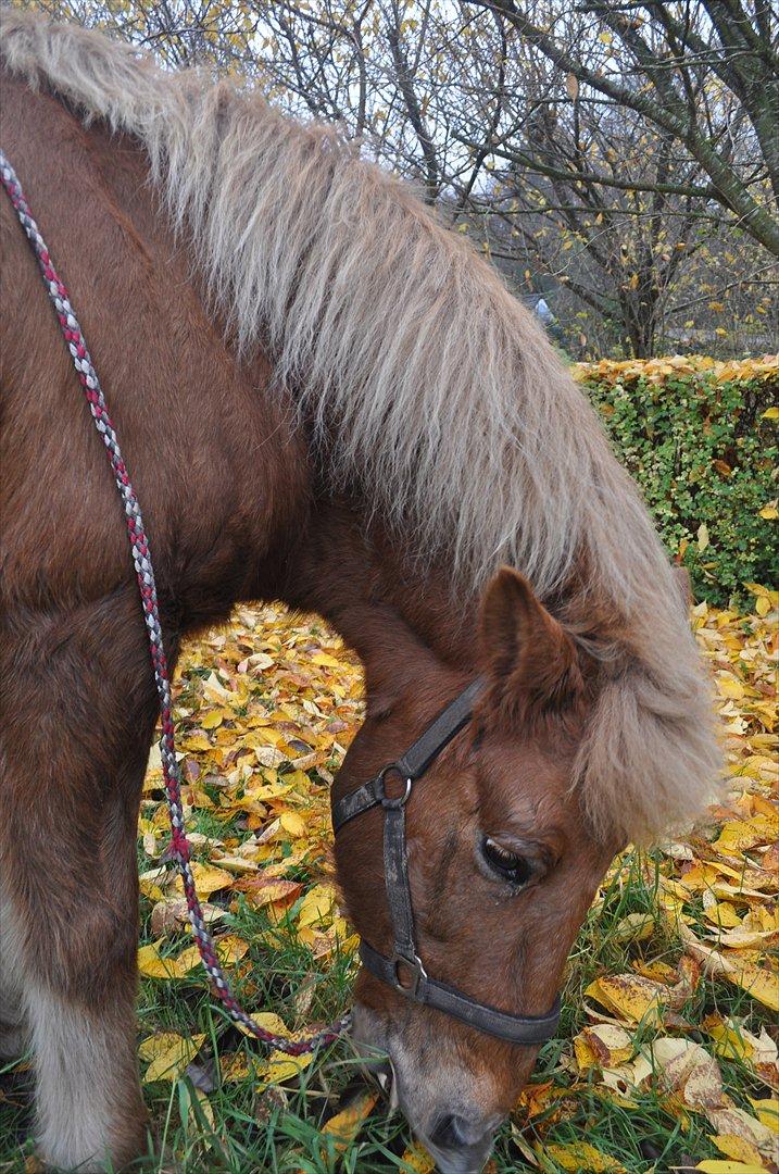 Islænder Draumur fra Grøndalen - 4. november 2011. Hyggegræsning efter en vellykket ridning :-) billede 6