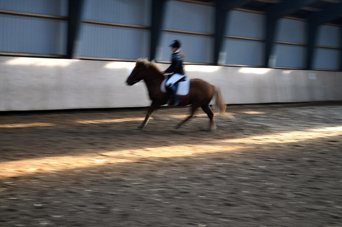 Islænder Draumur fra Grøndalen - 15. oktober 2011. Galop til stævnet. billede 5