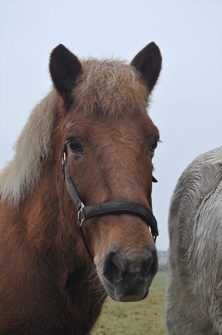 Islænder Draumur fra Grøndalen - 4. november 2011. Fine Draumur - står ved Lettirs rumpe ;-) billede 7