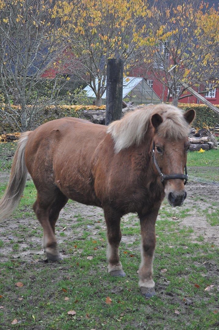 Islænder Draumur fra Grøndalen - 4. november 2011. billede 8