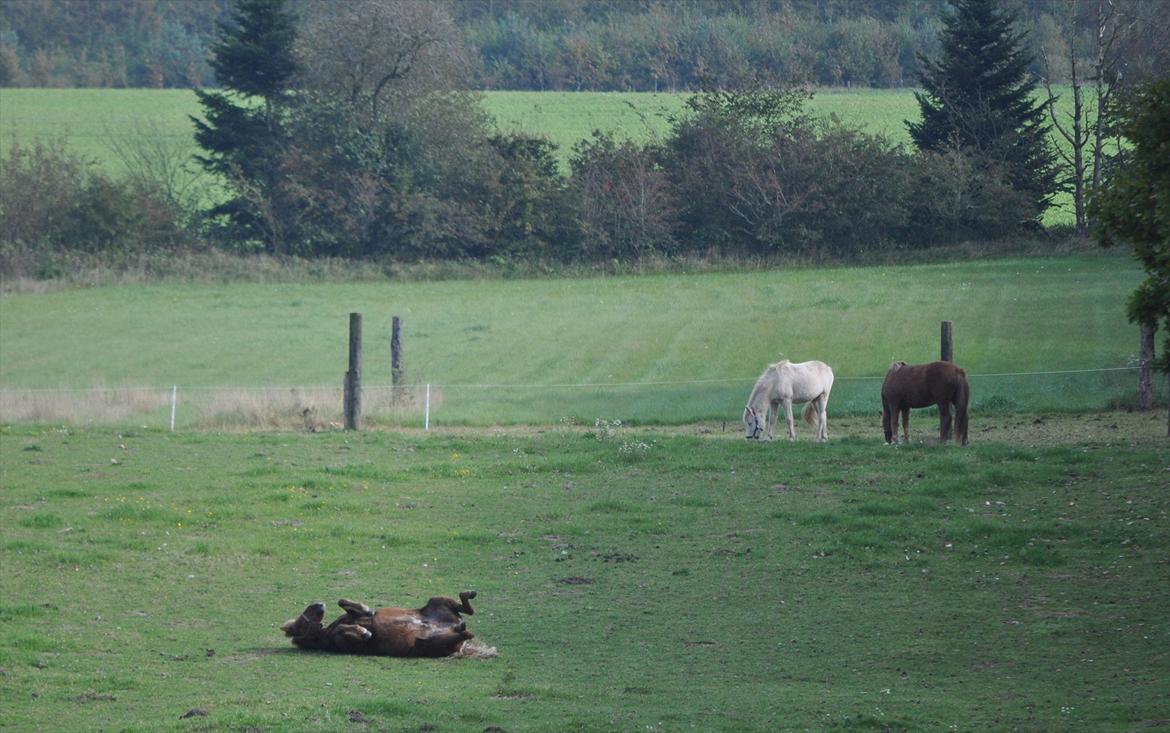 Islænder Draumur fra Grøndalen - 2. oktober 2011. En tilfreds Draumur ruller sig efter en omgang dressur. billede 9