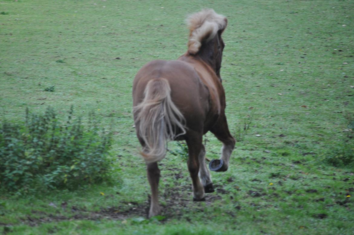 Islænder Draumur fra Grøndalen - 2. oktober 2011. Farvel og tak, siger Draumur ;-) billede 20
