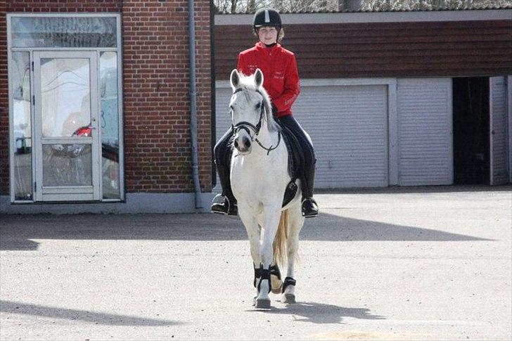 Anden særlig race Tristan Silverboy - Den første dag. billede 3