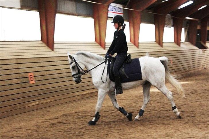 Anden særlig race Tristan Silverboy billede 9