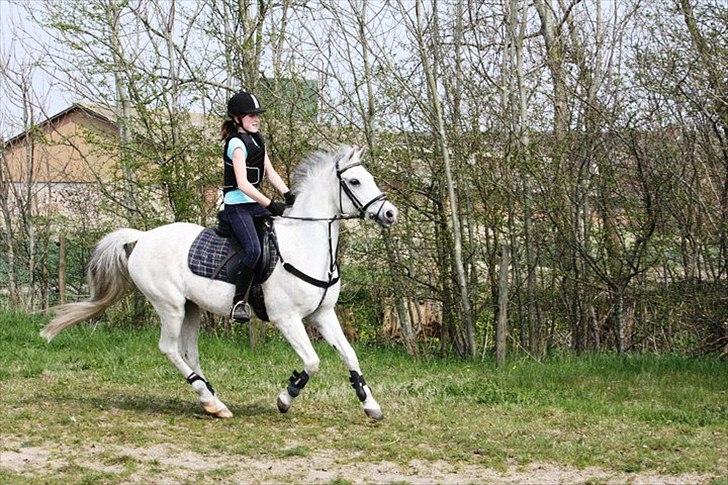 Anden særlig race Tristan Silverboy - whiiiiiiii :D billede 7