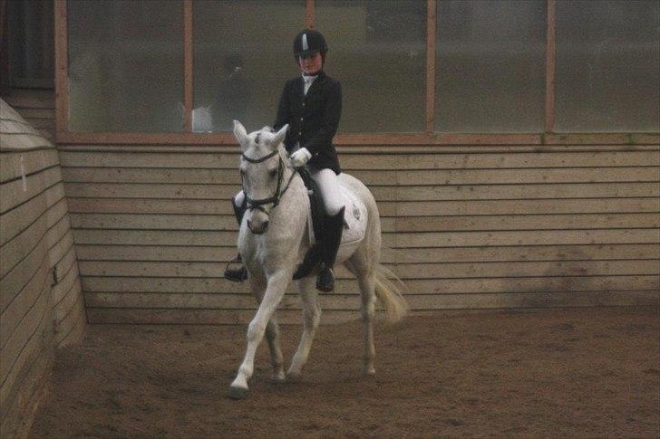 Anden særlig race Tristan Silverboy - Opvarmning til Lb1!:) billede 11