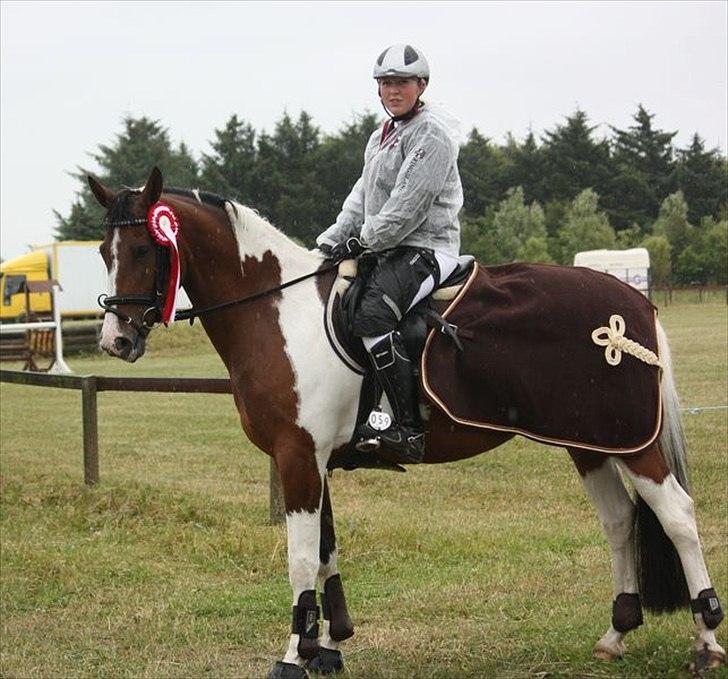 Pinto Kahlua Højgård ( Sat i avl ) - Guldager C-stævne 2011 billede 19