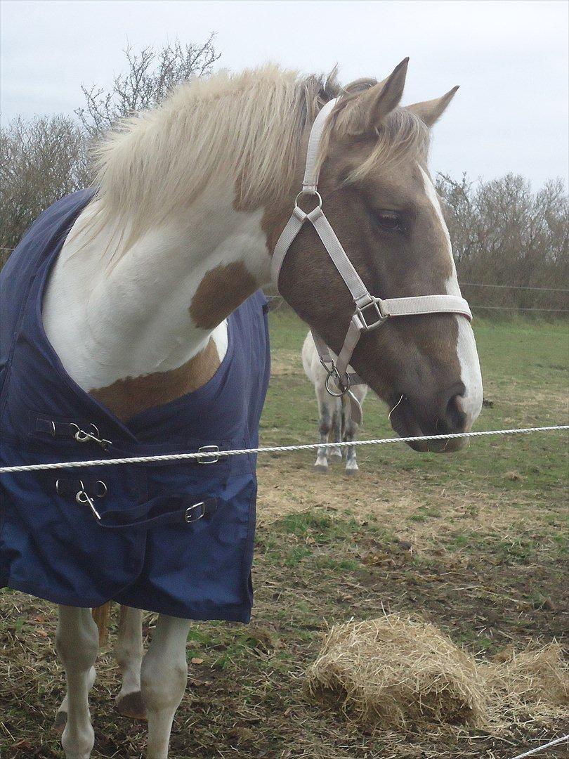 Pinto Rosenlyst's Golden Delight. - Jeg elsker dig!<3. billede 20