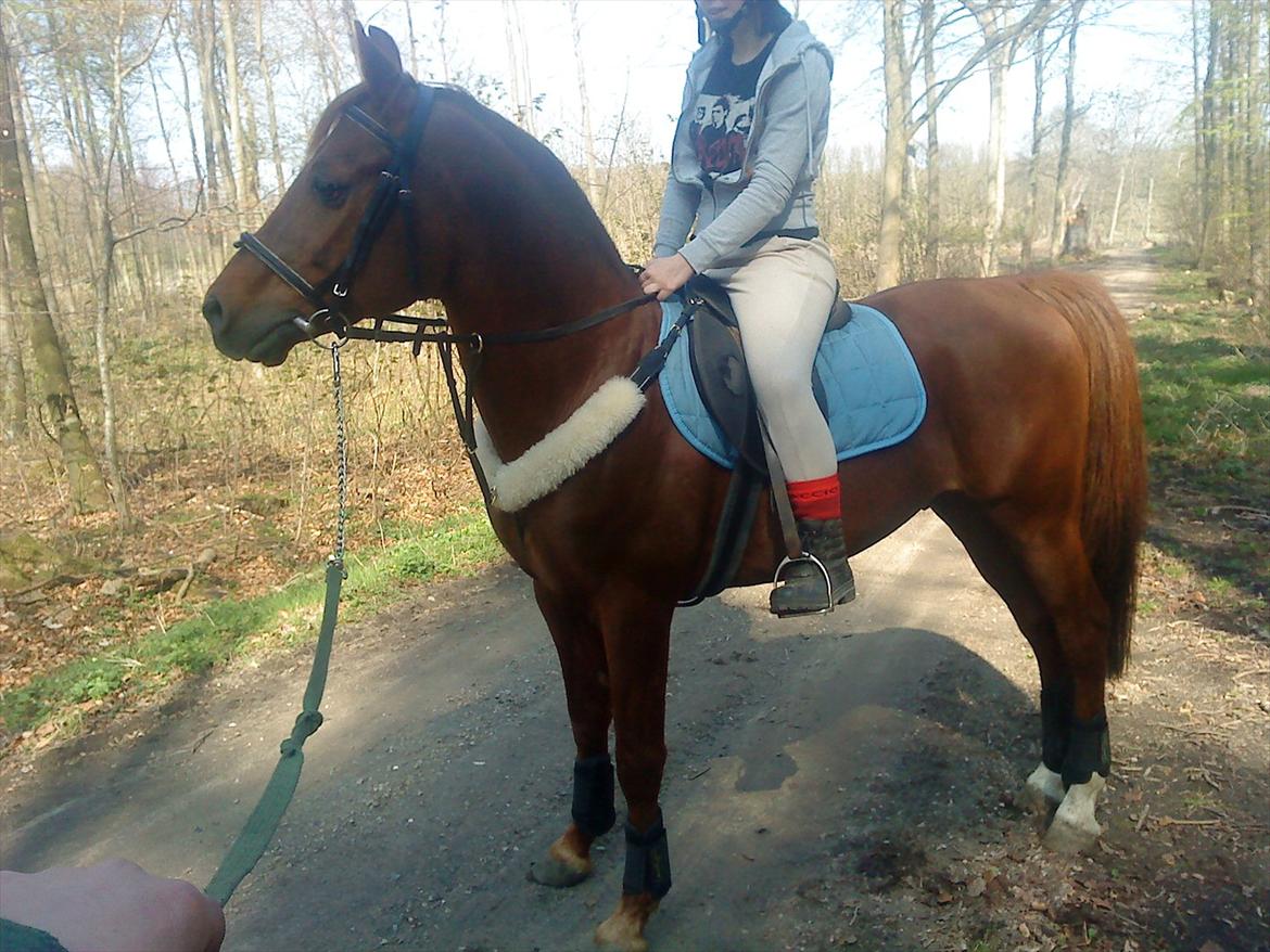 Anden særlig race Bounty billede 13