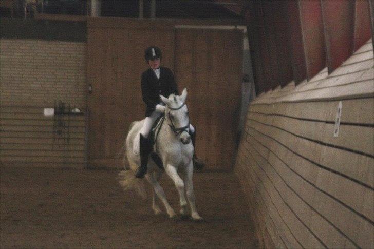 Anden særlig race Tristan Silverboy - Lb1!:) billede 12