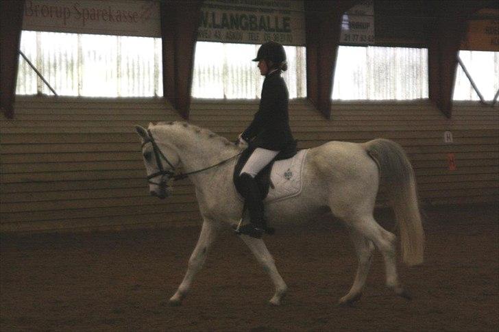 Anden særlig race Tristan Silverboy - Lb1!:) billede 13