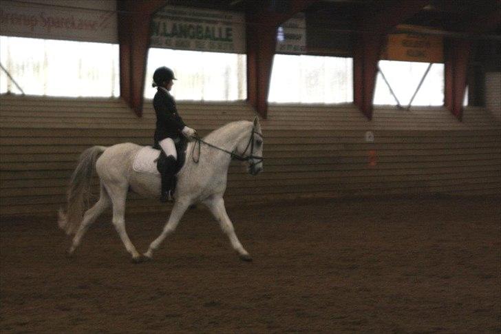 Anden særlig race Tristan Silverboy - Lb1!:) billede 14