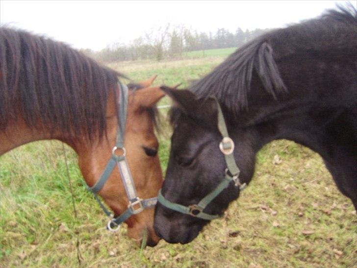 Traver Lemek Nordal. - Bandit - ny pony ~ d. 19 november:-)) billede 4