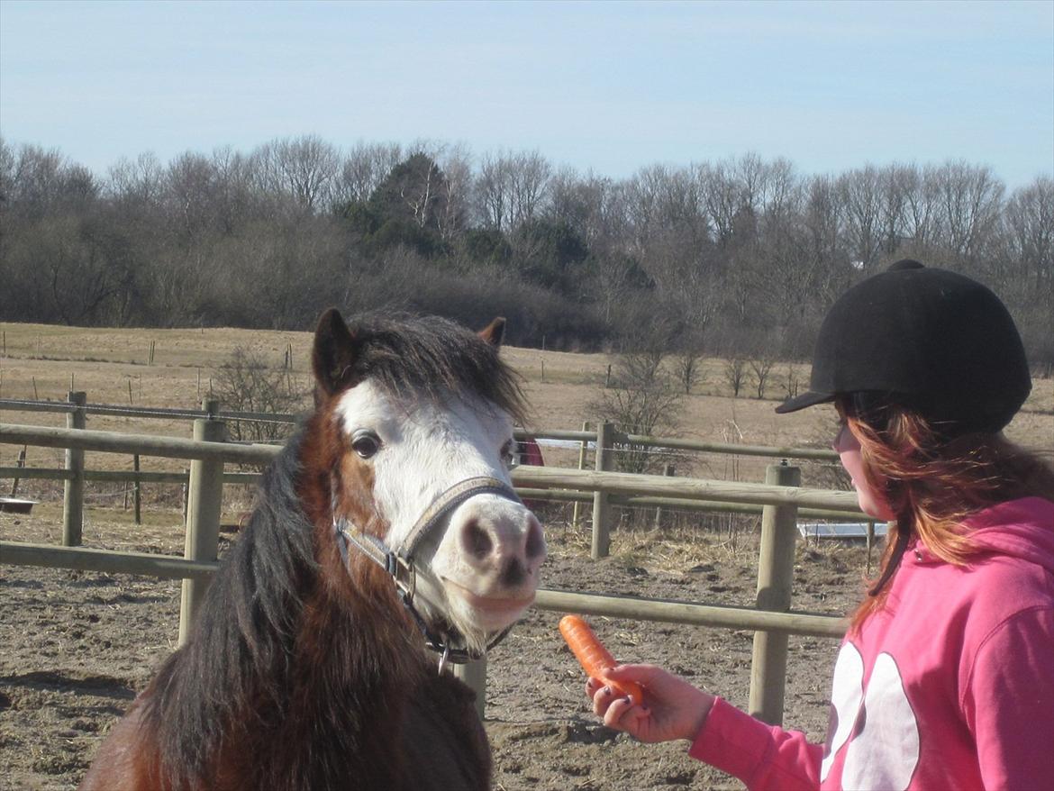 Welsh Pony (sec B) • Simba billede 10