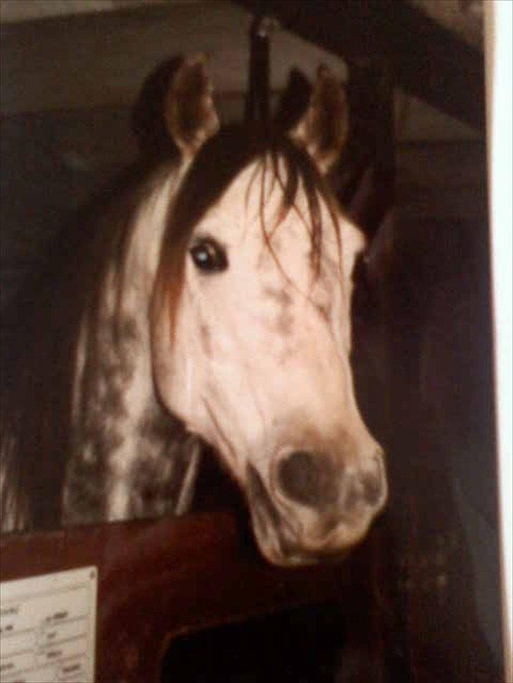 Arabisk fuldblod (OX) • Ciska - - Priscale -
- Ciska's Far [himmelhest] billede 15