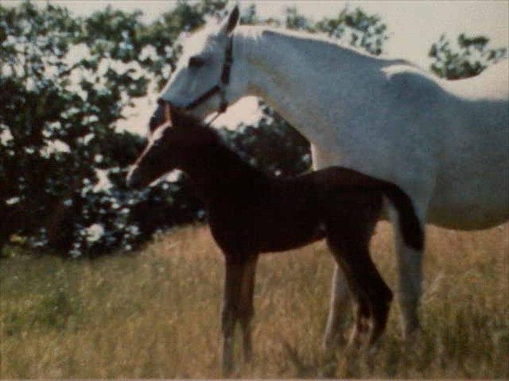 Arabisk fuldblod (OX) • Ciska - Ciska og hendes mor (Cindy)  billede 19