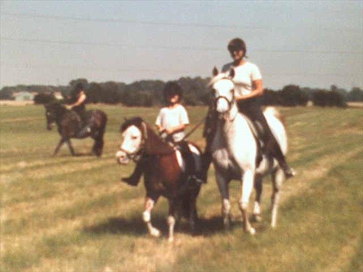 Arabisk fuldblod (OX) • Ciska billede 20