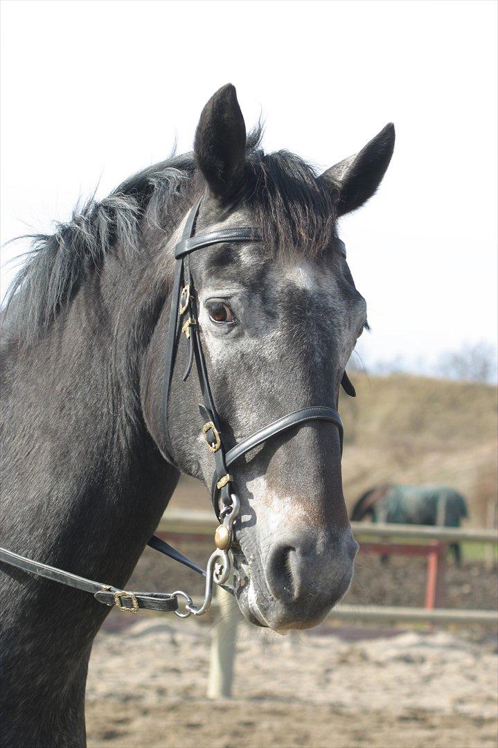 Knabstrupper • Wendy billede 1