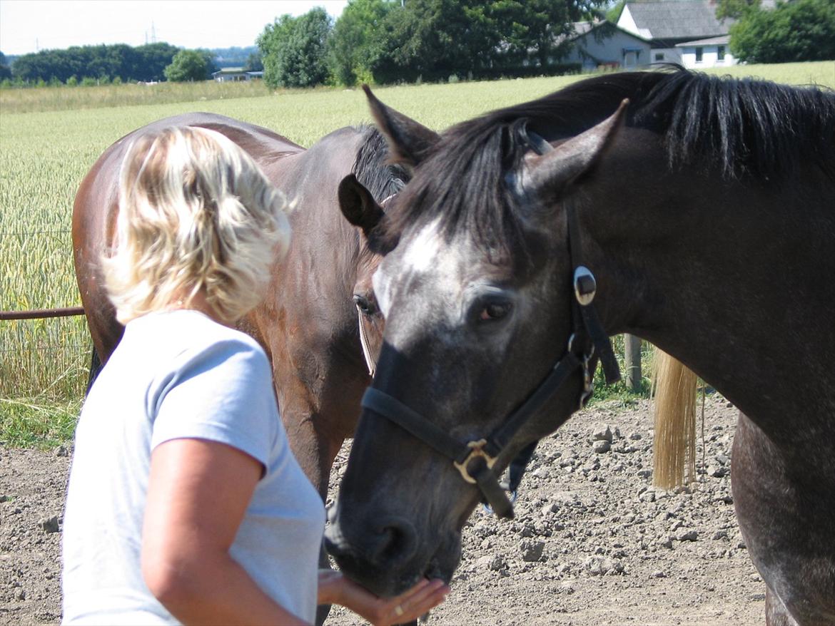 Knabstrupper • Wendy billede 2