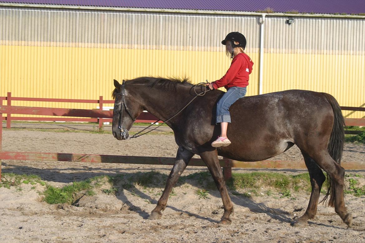 Knabstrupper • Wendy - Mira på WEndy.
- Lile pige på stor hest ((: billede 3