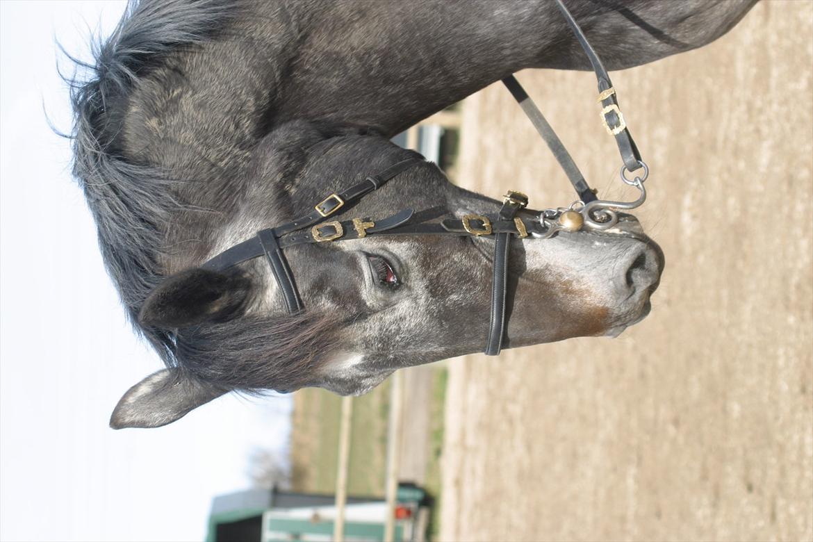 Knabstrupper • Wendy billede 4