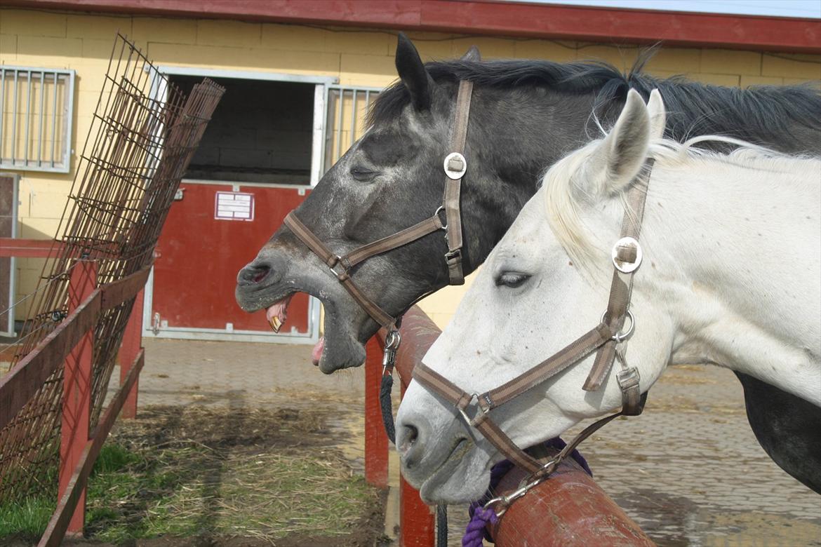 Knabstrupper • Wendy - Gaaab.
- Wendy og Ciska billede 5