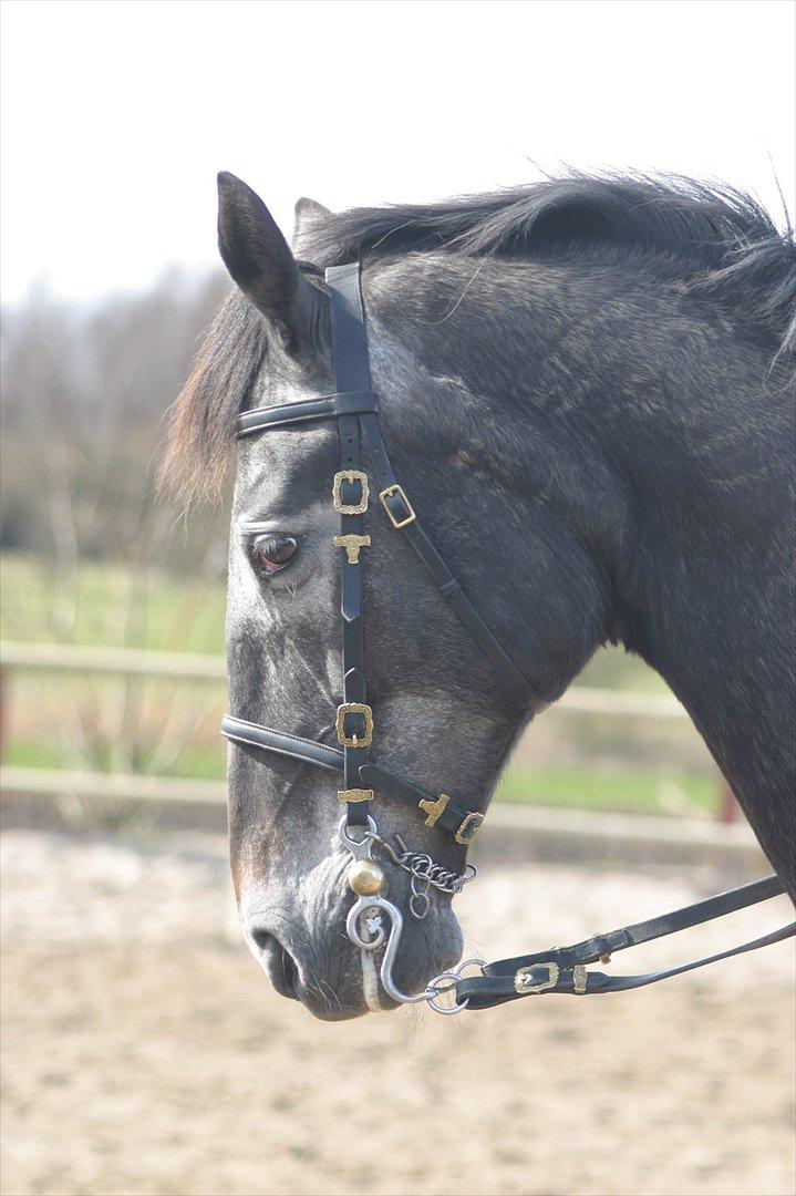 Knabstrupper • Wendy billede 6