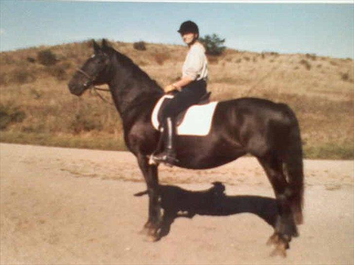 Knabstrupper • Wendy billede 7