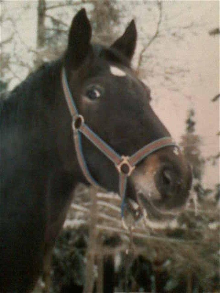 Knabstrupper • Wendy billede 10