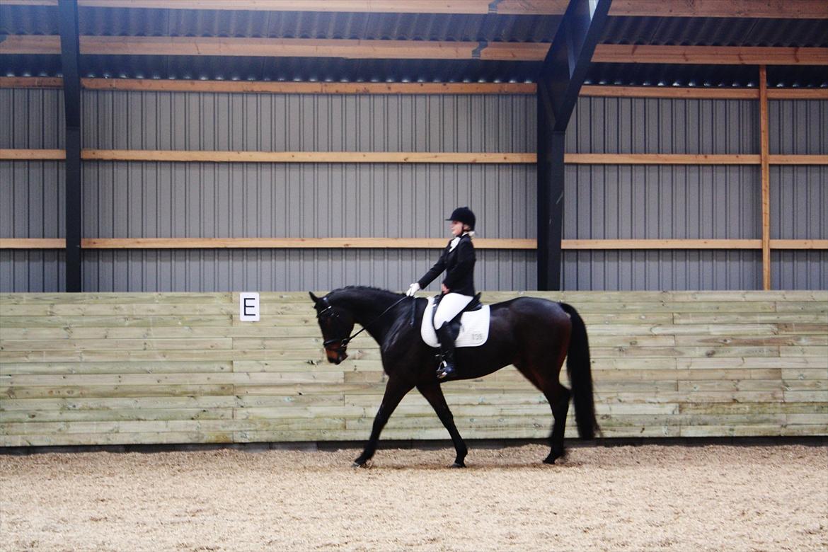 Dansk Varmblod Atterupgaards Livingstone  Aflivet billede 13
