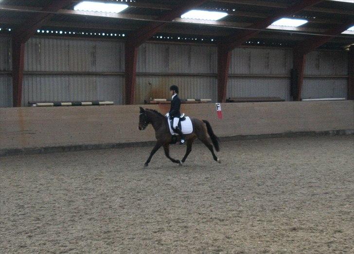 New Forest Starlight - Stævne i TBR :-) Undskyld kvaliteten. billede 9